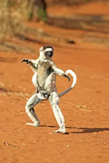 Stance Prints: Verreaux's Sifaka. In karate pose, with young Berenty, Madagascar