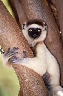 Verreauxs SIFAKA - sitting in tree, close-up of face and arms, endemic
