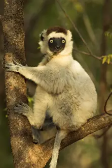 Verreaux's Sifaka. In tree Berenty, Madagascar