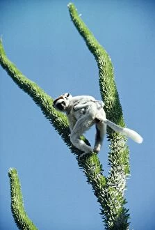 Images Dated 27th September 2005: Verreuax's Sifaka