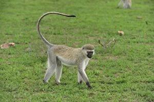 Images Dated 21st September 2008: Vervet Monkey