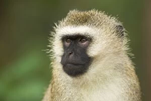 Central Africa Gallery: Vervet Monkey - adult male portait