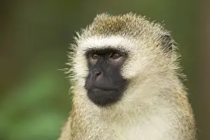 Monkeys Prints: Vervet Monkey - adult male portait - Nyungwe - Rwanda - Africa