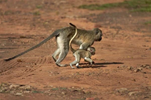 Zimbabwe Gallery: Vervet monkey and baby (Chlorocebus pygerythrus)