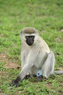 Images Dated 21st September 2008: Vervet Monkey blue scrotum