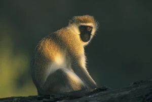 Samburu Gallery: Vervet Monkey, (Cercopithecus aethiops)
