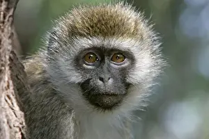 Monkeys Prints: Vervet Monkey - close-up of face. Maasai Mara National Park - Kenya - Africa