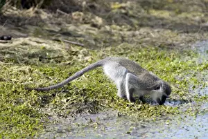 Vervet Monkey - drinking. Andries Vosloo Kudu Reserve, nr Grahamstown, Eastern cape, South Africa