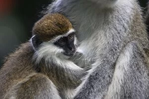 Vervet Monkey - female with baby