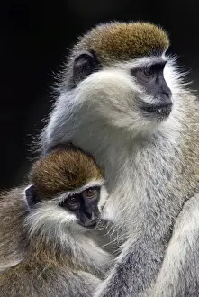 Monkey Prints: Vervet Monkey - female with baby. Arsi region - Ethiopia