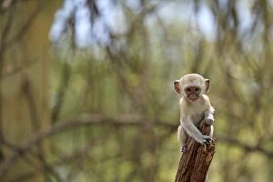 Images Dated 8th February 2007: Vervet Monkey - infant Lake Manyara National Park