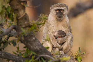 Vervet monkey and infant, Okavango Delta