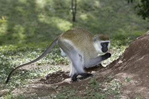 Images Dated 18th August 2004: Vervet Monkey. Maasai Mara National Park - Kenya - Africa