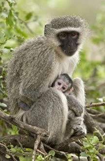 Vervet Monkey mother and baby Kruger National Park