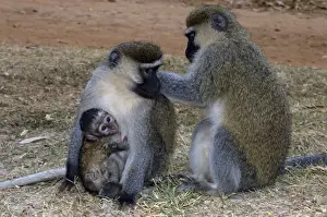 Social Behaviour Prints: Vervet monkey - Pair with young, Africa