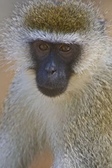 Samburu Gallery: A Vervet Monkey at Samburu NP, Kenya