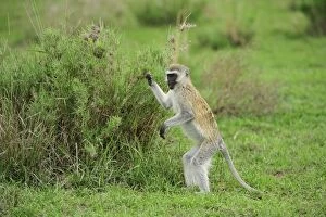 Vervet Monkey standing eating