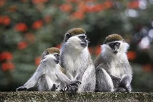 Images Dated 12th August 2005: Vervet Monkey - three. Arsi Region - Ethiopia