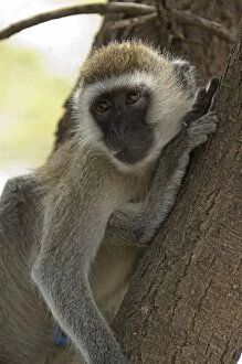 Images Dated 16th December 2010: Vervet Monkey - in tree