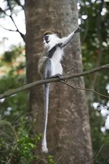 Reaching Prints: Vervet Monkey - in tree. Arsi Region - Ethiopia