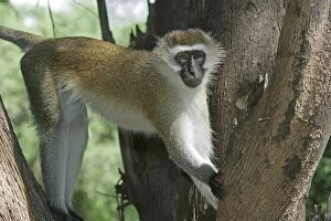Images Dated 19th August 2004: Vervet Monkey - in tree. Maasai Mara National Park - Kenya - Africa