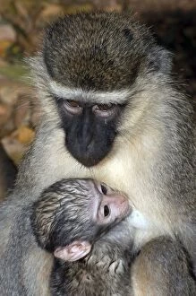 Images Dated 11th January 2006: Vervet Monkey - With young, Africa