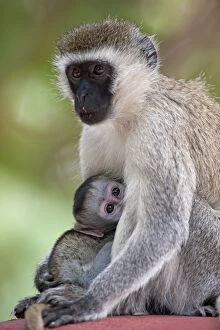 Images Dated 11th December 2010: Vervet Monkey - young suckling
