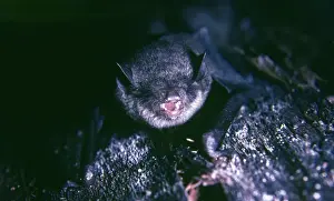 Vesper Bat / Black Guyana Myotis Bat - female