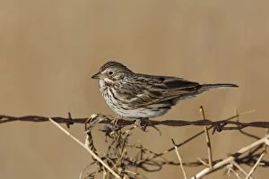 Images Dated 25th February 2007: Vesper Sparrow