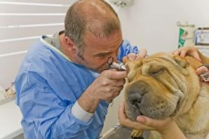 Images Dated 16th July 2007: Vet - examining Sharpei's ear