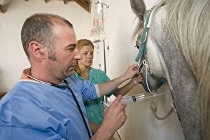 Images Dated 18th July 2007: Vet - giving horse an injection
