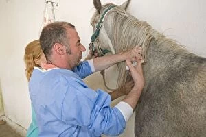 Images Dated 18th July 2007: Vet - giving horse an injection
