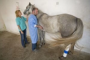 Bandages Gallery: Vet - listening to horse's heart on stethescope