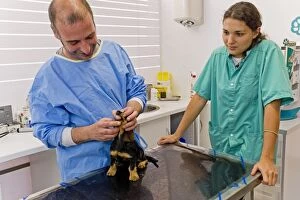 Vet - looking at mouth of Dachshund dog