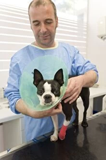 Images Dated 16th July 2007: Vet - putting wimple on Boston Terrier Dog
