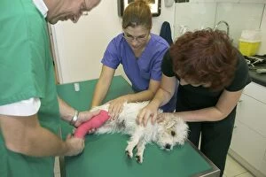 Bandaged Gallery: Vet - treating dog with bandaged leg