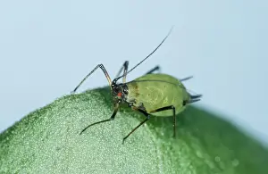 Aphid Prints: Vetch Aphid UK