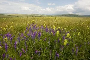 Images Dated 14th June 2008: Vetches (Vicia tenuifolia) and a Yellow Rattle (Rhinanthus rumelicus)