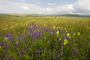 Vetches (Vicia tenuifolia) and a Yellow Rattle (Rhinanthus rumelicus) in the vast open flowery grasslands around the Saxon village of Viscri, in Transilvania, Romania