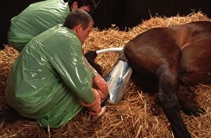 Birth Gallery: Veterinarian - helping mare to give birth to foal