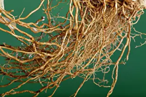 Roots Prints: Vetiver - roots