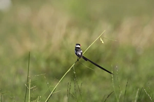 Images Dated 26th April 2006: veuve dominicaine male Pin-tailed Whydah Vidua macroura