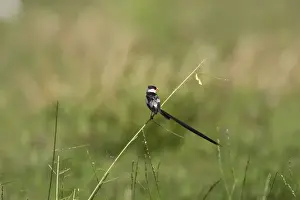 veuve dominicaine male Pin-tailed Whydah Vidua macroura