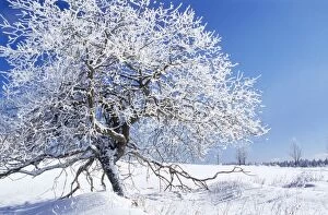 VG-01610 Tree - in winter snow. Sumava region in the Czech Republic