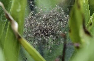 VG-11320 Fen raft SPIDERS - maternity web, nest with juveniles on Water Soldier (Stratoides aloides)