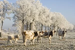 VG-2827 Cattle - in snow