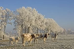 VG-2828 Cattle - in snow