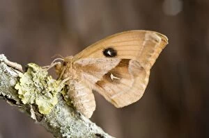 VG-299 Tau emperor Moth - female