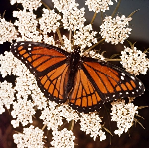 <b class=qtipBold><figcaption>Viceroy Butterfly</figcaption></b><br>DB-132 VICEROY BUTTERFLY Basilarchia disippus Donald Burgess Please note that prints are for personal display purposes only and may not be reproduced in any way.<br><em>© Elizabeth S.Burgess/ardea.com</em> Viceroy Butterfly