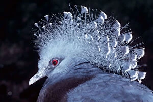 Feather Collection: Victoria Crowned Pigeon